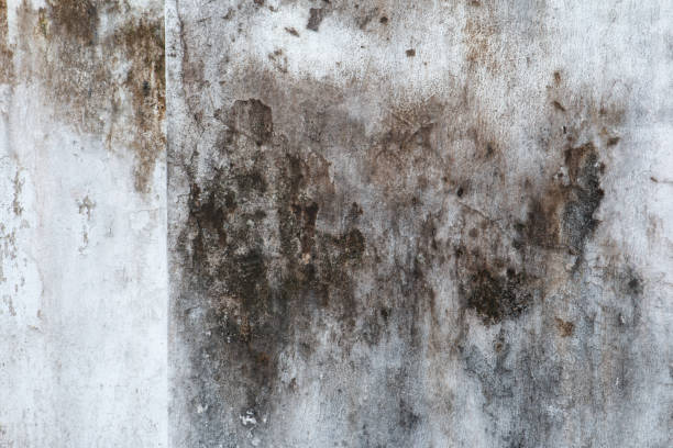 Best Mold Damage Restoration  in Jackson, GA