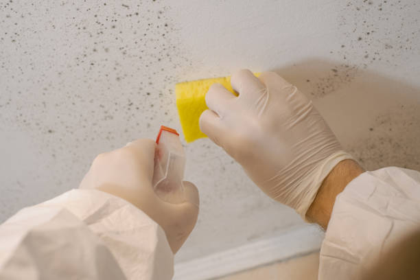 Professional Mold Removal in Jackson, GA